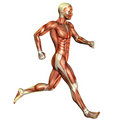 musculos humanos en la carrera